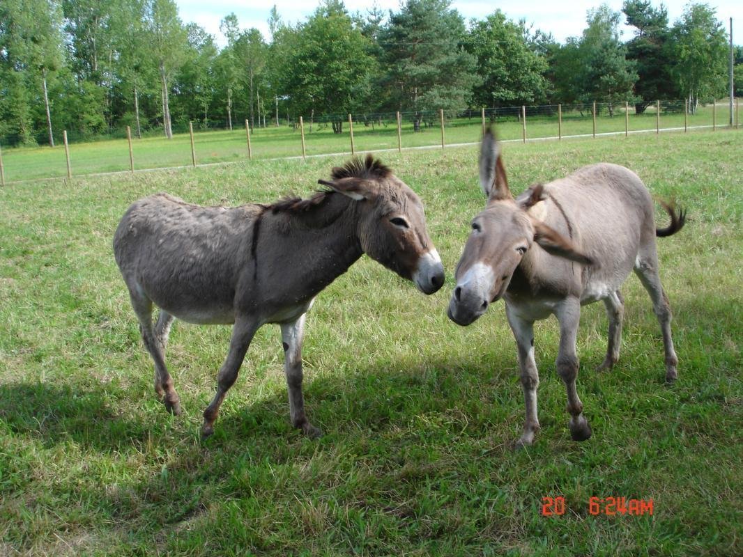 Ânes dans le parc du gîte Le Bois Nillon en Sologne