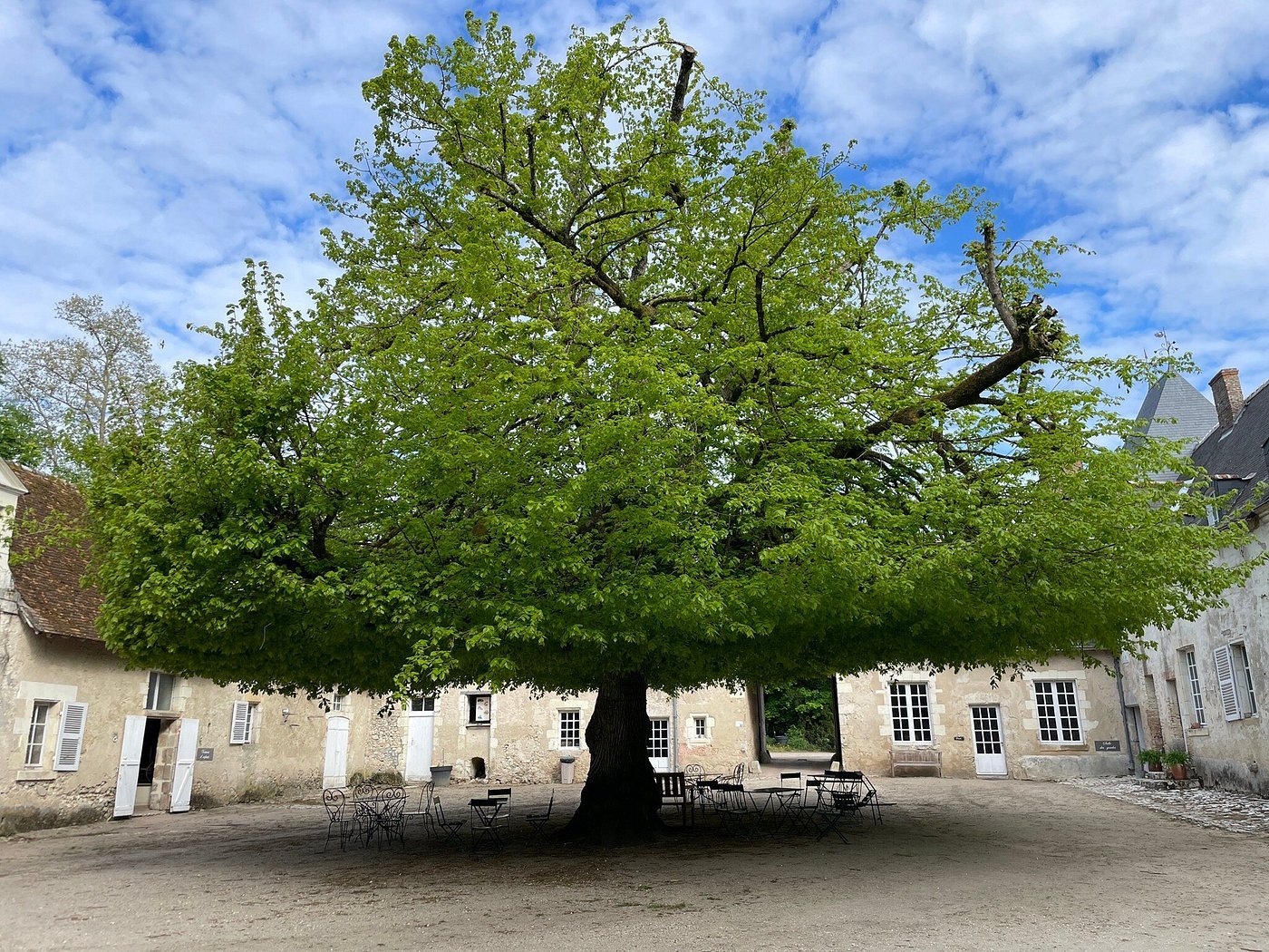 Grand tilleul taillé en parasol au centre de la cour des communs du château de Villesavin, entouré de tables et de chaises de jardin