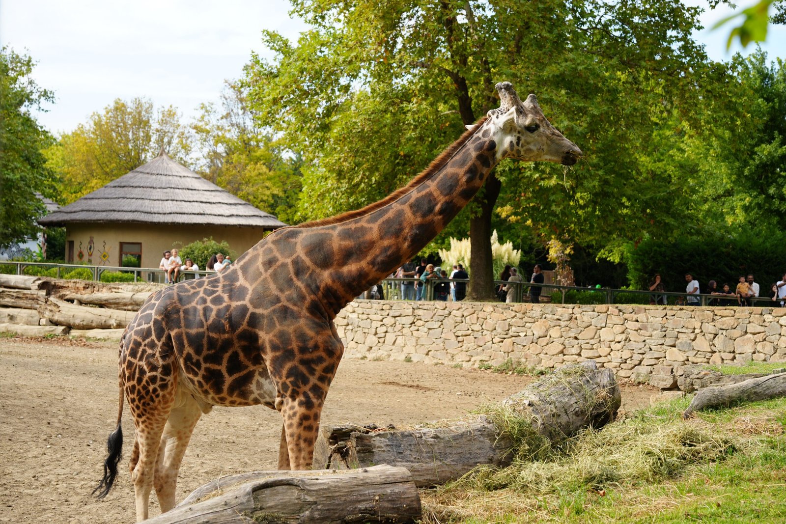 Girafe dans la savane africaine du zoo de Beauval, devant une case au toit de chaume