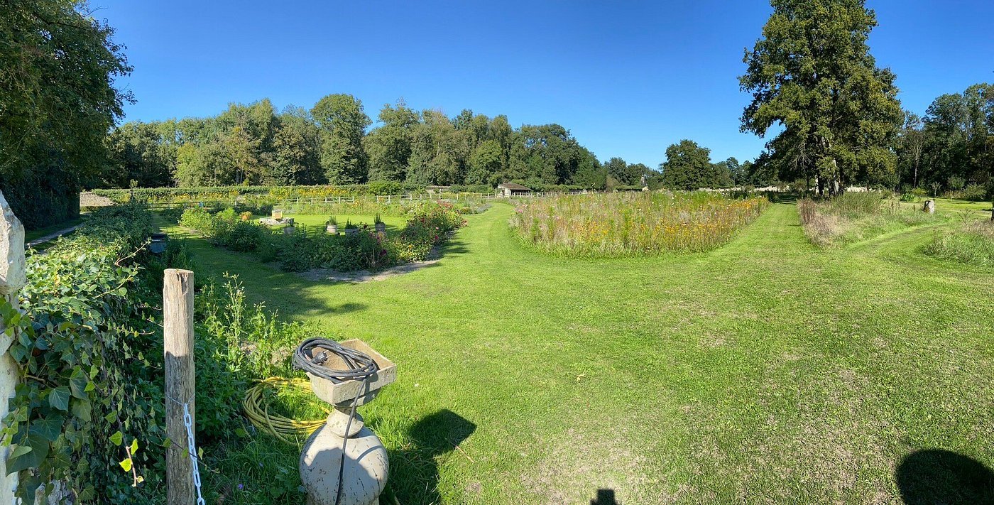 Jardin mellifère du château de Villesavin en fin d’été, allée engazonnée entre le potager fleuri et une bande de fleurs jaunes pour les pollinisateurs