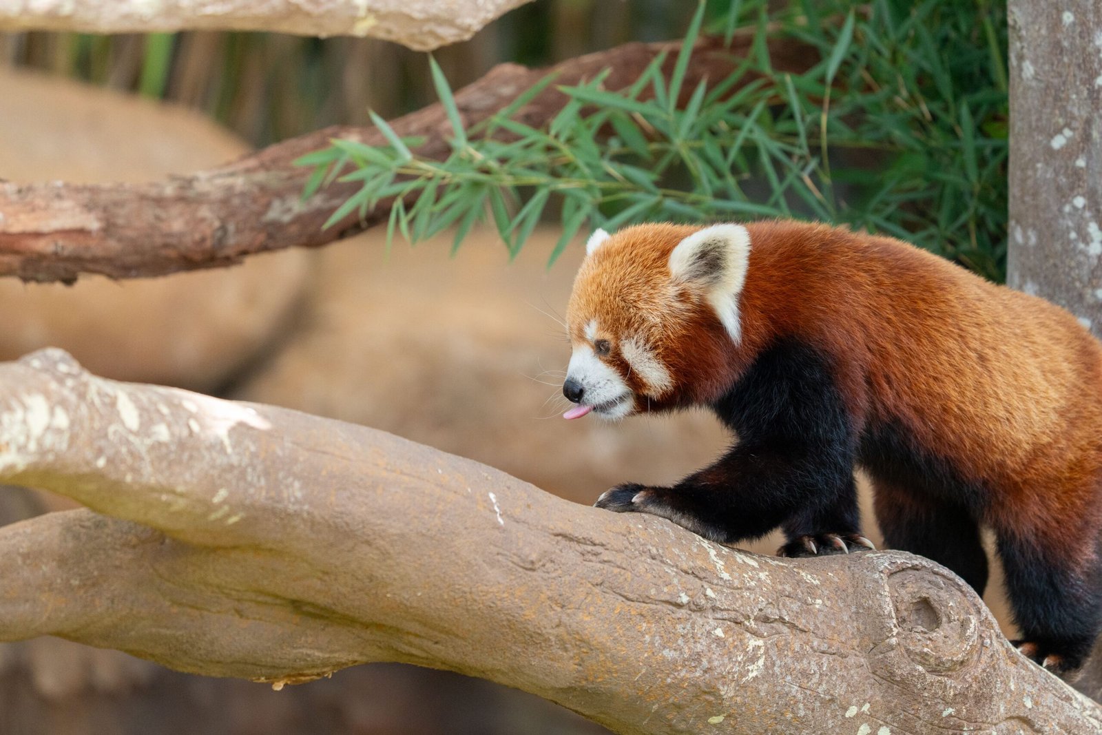 Panda roux sur une branche de bambou au ZooParc de Beauval, dans les Hauteurs de Chine