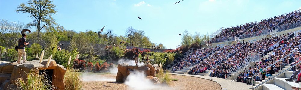 Spectacle d'oiseaux Les Maîtres des Airs devant l'amphithéâtre de 3 000 places du zoo de Beauval